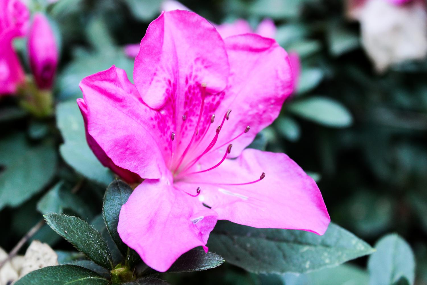 Photo Gallery: Photography Field Trip to the Botanical Gardens