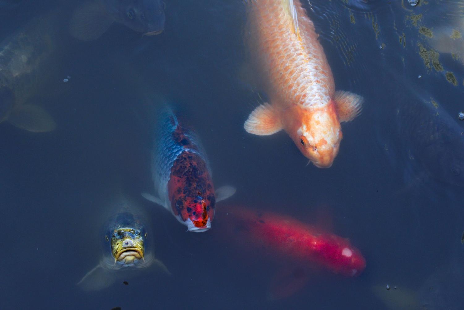 Photo Gallery: Photography Field Trip to the Botanical Gardens