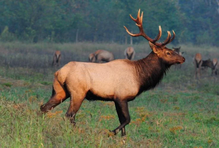 MO Elk Return Home