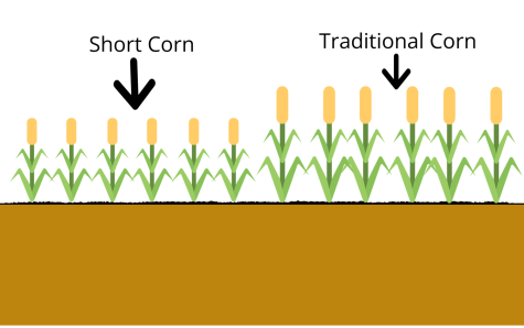 GMO Foods: Are They A Necessity