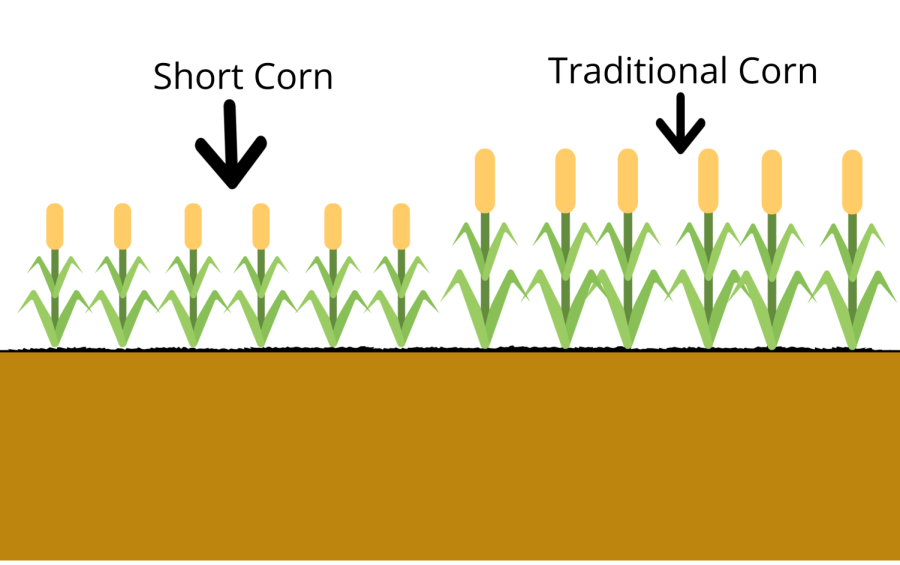 GMO Foods: Are They A Necessity