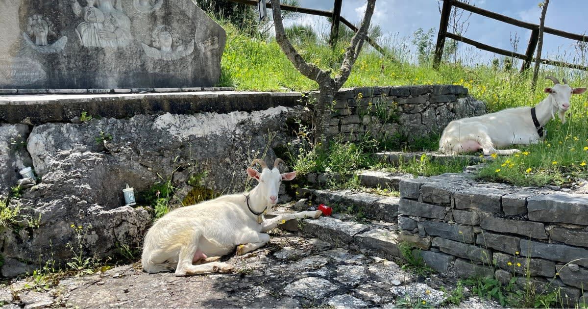 Goats relaxing on Teggiano, Italy, about 140 miles from Alicudi